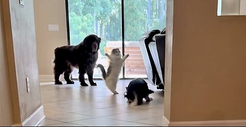 POV: When big bro has to babysit.