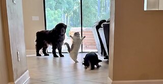 POV: When big bro has to babysit.