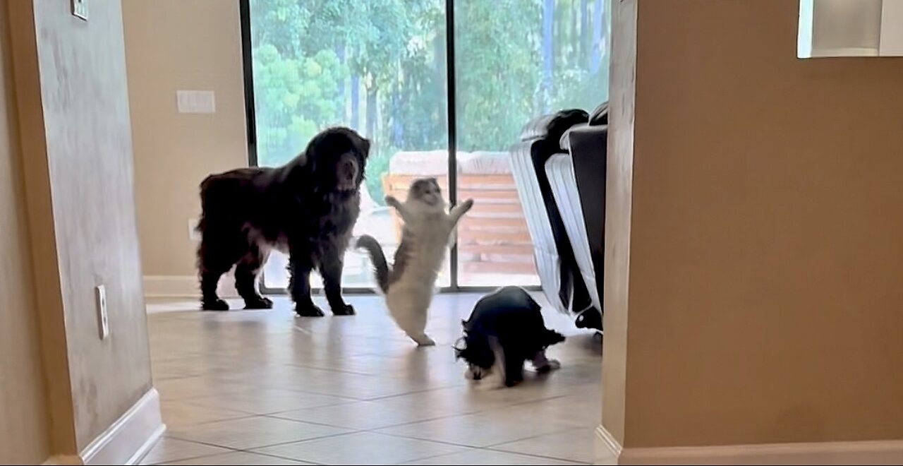 POV: When big bro has to babysit.