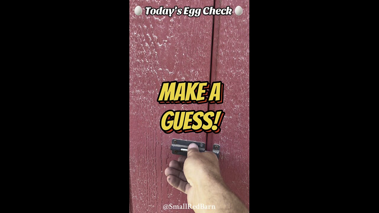 🥚 Today’s Egg Check! 🥚 #shorts