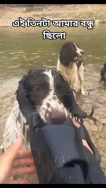 Happy birthday everyone🌞It's To LAUGH When Watching This Video Cute DOG|cute cat|Please Follow me