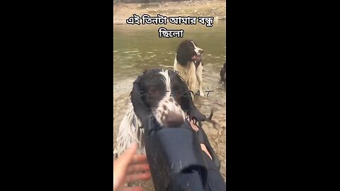 Happy birthday everyone🌞It's To LAUGH When Watching This Video Cute DOG|cute cat|Please Follow me