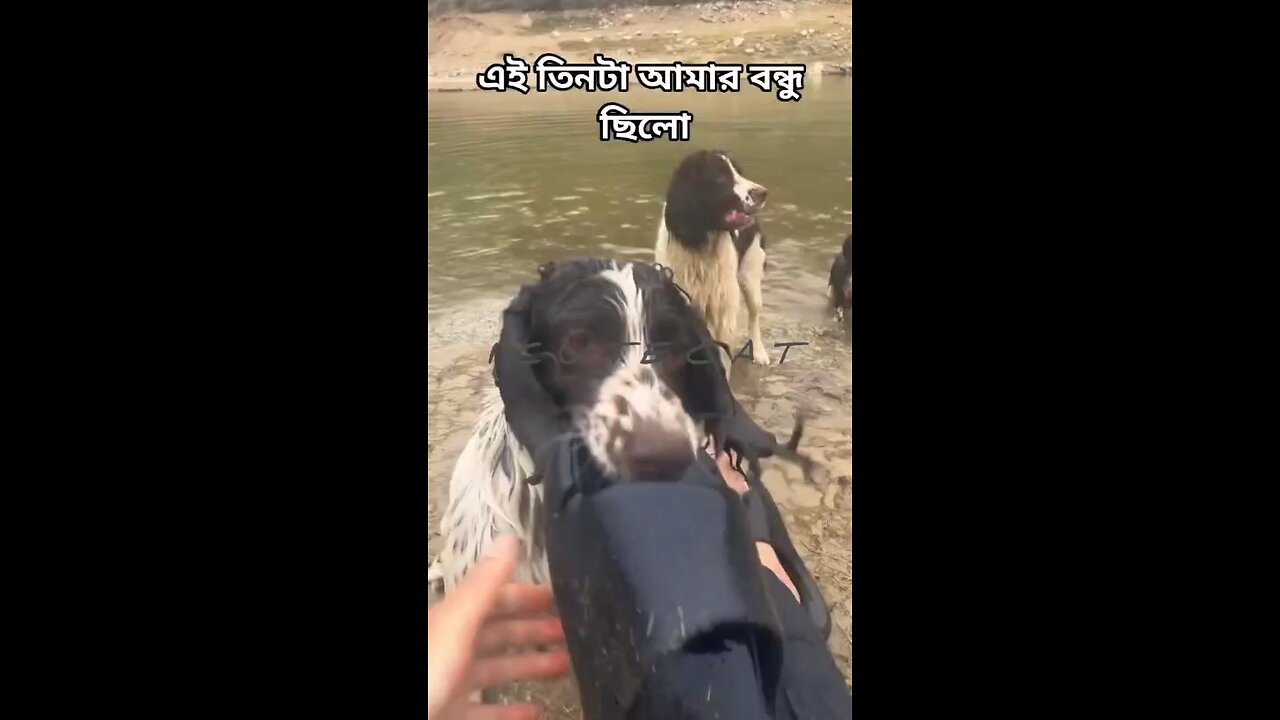 Happy birthday everyone🌞It's To LAUGH When Watching This Video Cute DOG|cute cat|Please Follow me