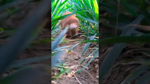 The little rabbit running in the wheat field Cute pet debut plan Rabbit pastoral cute pet