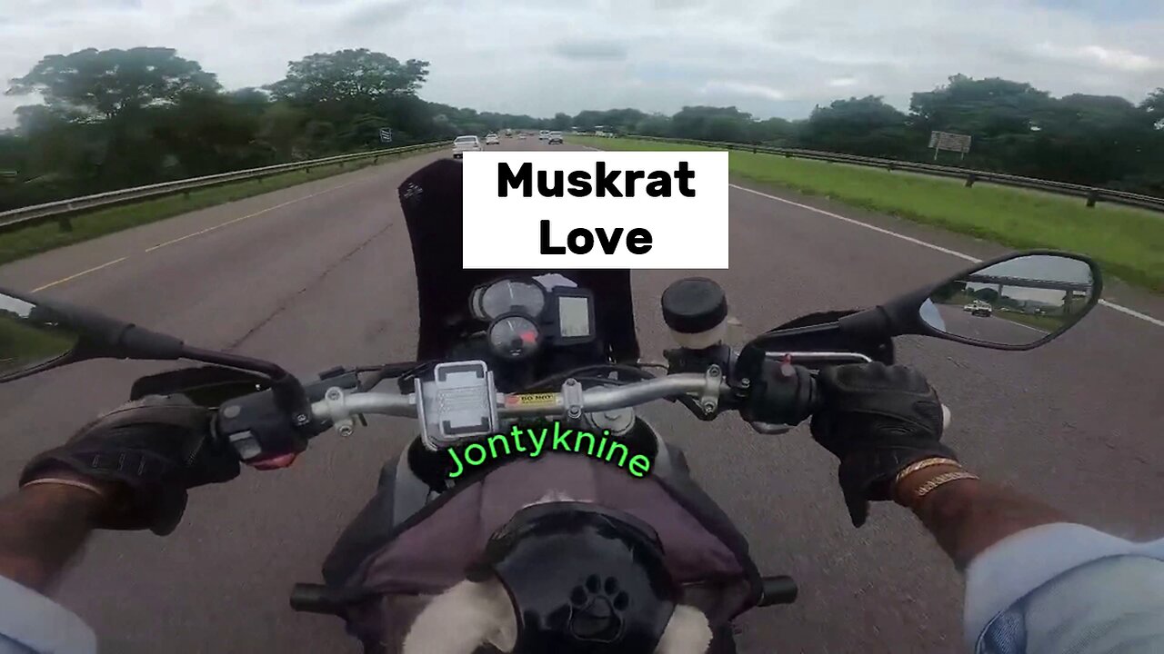 Muskrat love - America