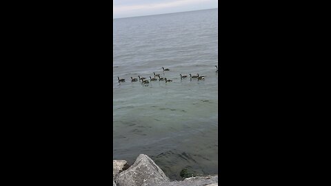 Gang Of Seagulls 😍😍 P2