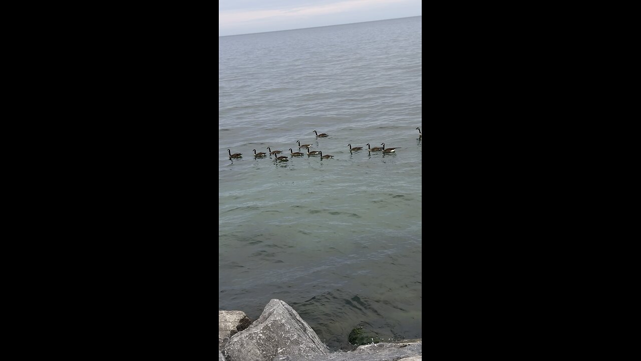 Gang Of Seagulls 😍😍 P2
