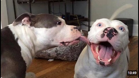 Are Pitbulls the FUNNIEST DOGS ? - NEW Funny Dog Videos 2024 🐶