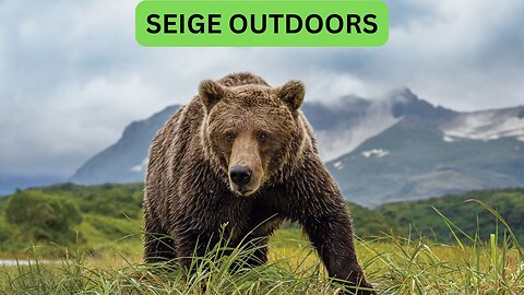 Katmai National Park Bear Feeding Live Stream!