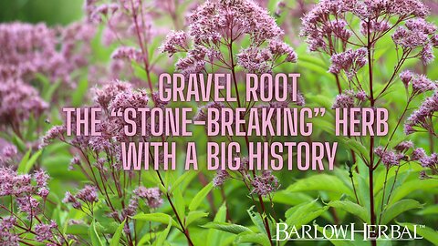 The Health Benefits of Gravel root