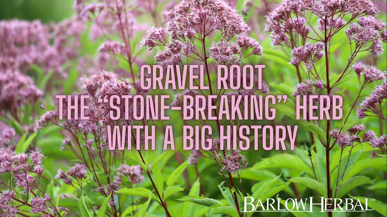 The Health Benefits of Gravel root