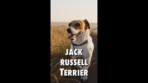Jack Russel Terrier - Hunderassen