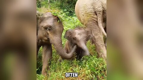 Get to know the behaviours of baby elephant