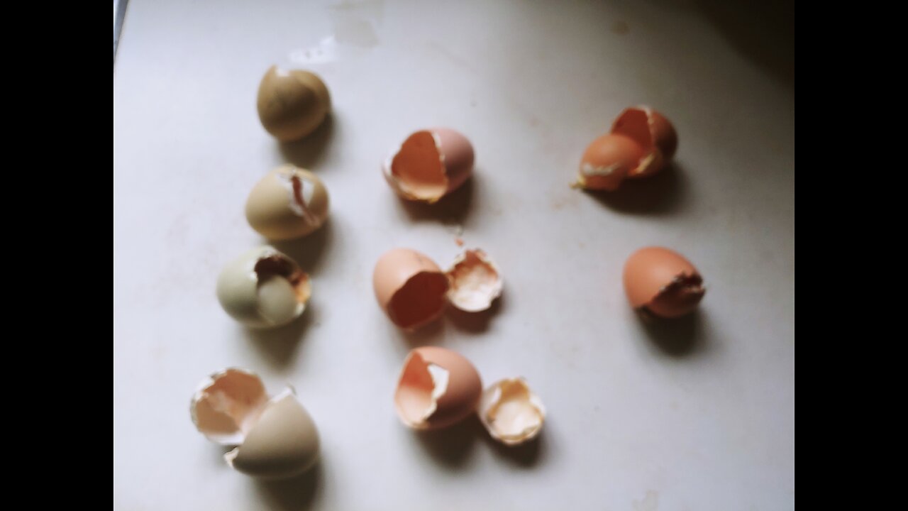 First hatch from incubator