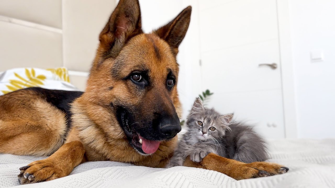 German Shepherd and Kitten Best Friends!