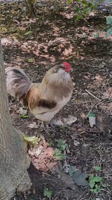 Last Summer Chickens would do Bible study with me🤣