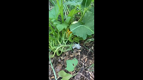 Hand Pollinating Zucchini
