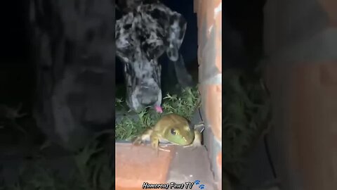 Funny animals 2024😂- Funniest Cats and Dogs Video😹🐶 #24