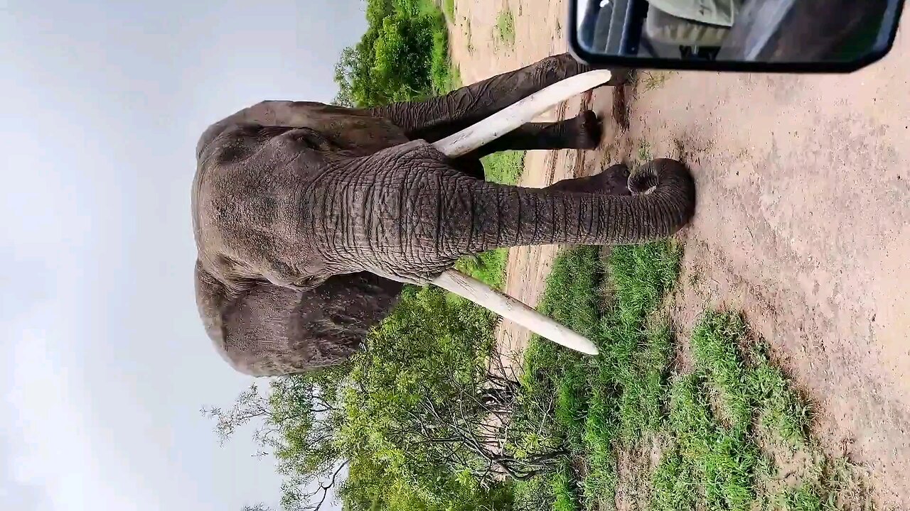 Elephant Big Tusker 🐘