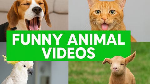 Funny Animal Videos Compilation – Laugh-Out-Loud Moments from the Cutest Pets & Wild Animals