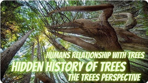 The Vast Knowledge and Light Hidden Within Trees, The Hidden Story of Trees.