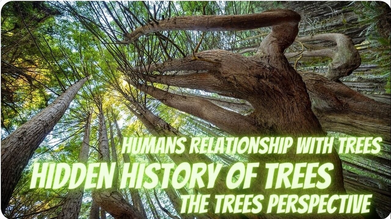 The Vast Knowledge and Light Hidden Within Trees, The Hidden Story of Trees.