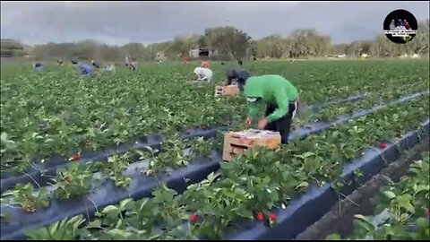 25 Most Impressive Fruit and Vegetable Harvests You've Ever Seen