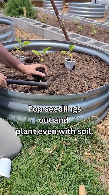 Planting Eggplant