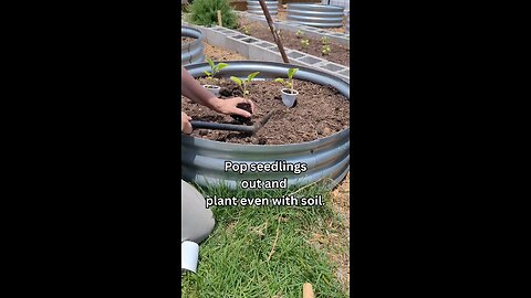 Planting Eggplant