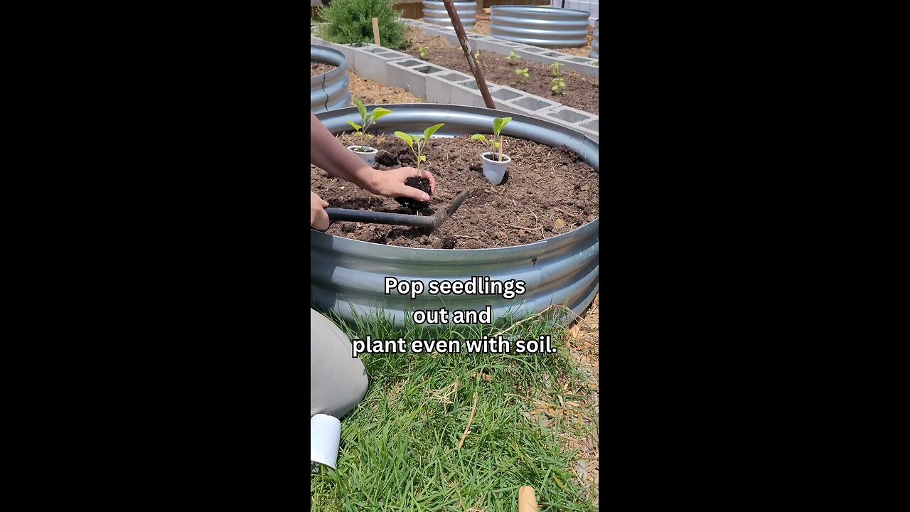Planting Eggplant