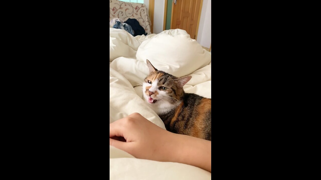 Talking cat