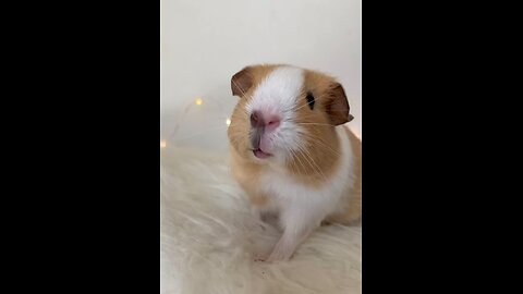 Small cute animal