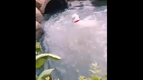 So funny🐕♥️🤣