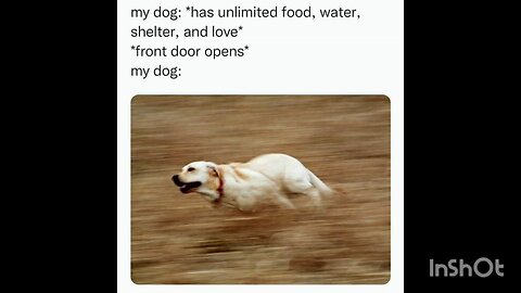my dog: *has unlimited food, water, shelter, and love*