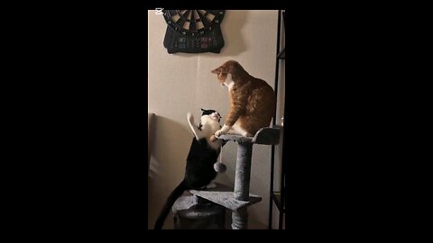 funny cats video 📸