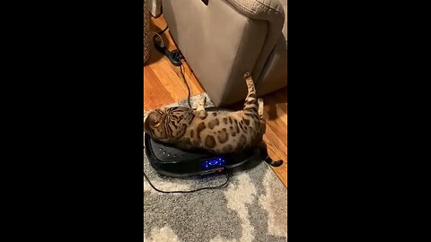 Our beloved cats!