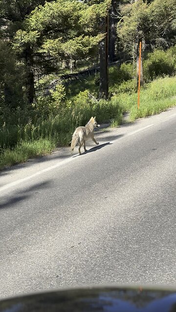 Coyote Running Along Road in Yellowstone National Park