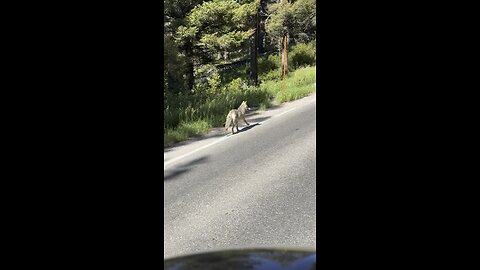 Coyote Running Along Road in Yellowstone National Park
