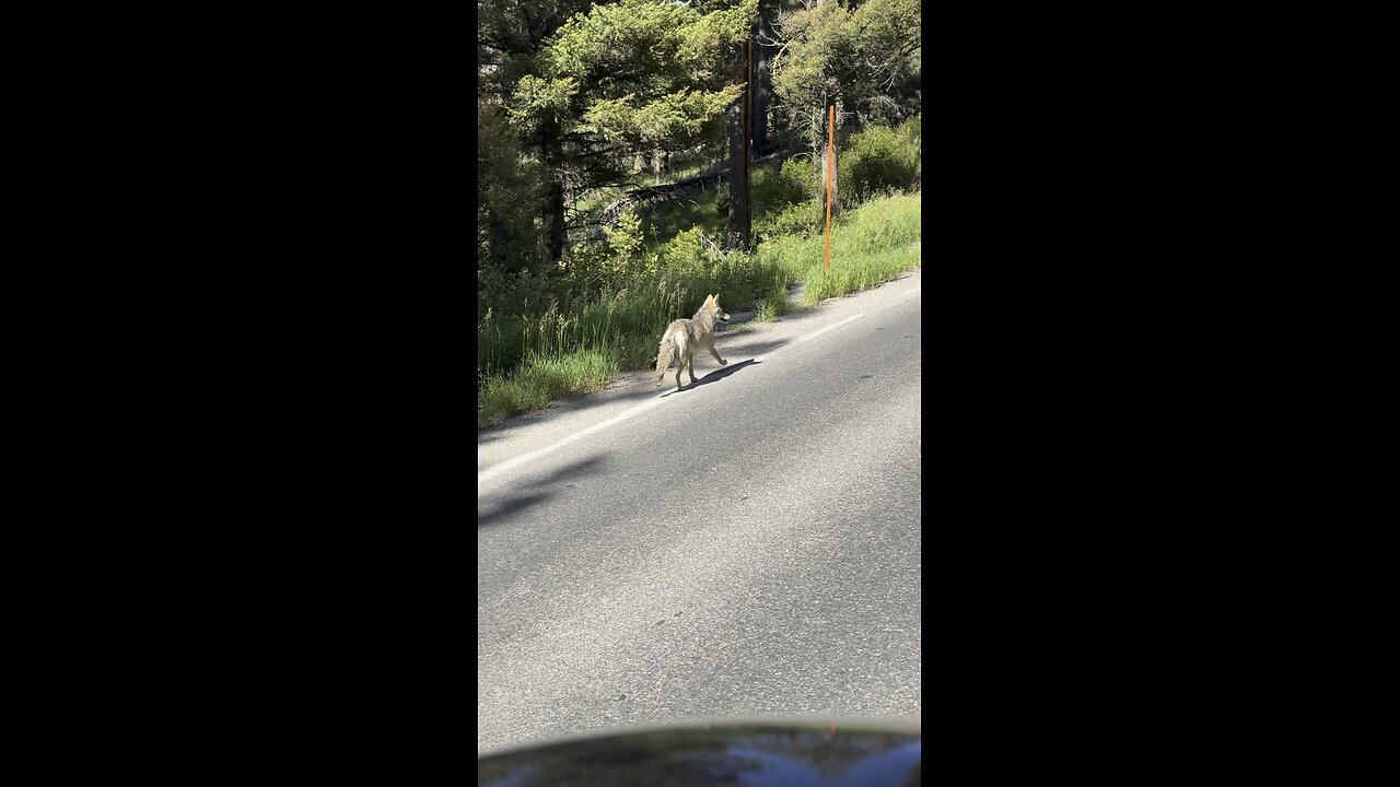 Coyote Running Along Road in Yellowstone National Park