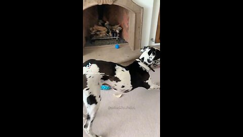 Dog Farts