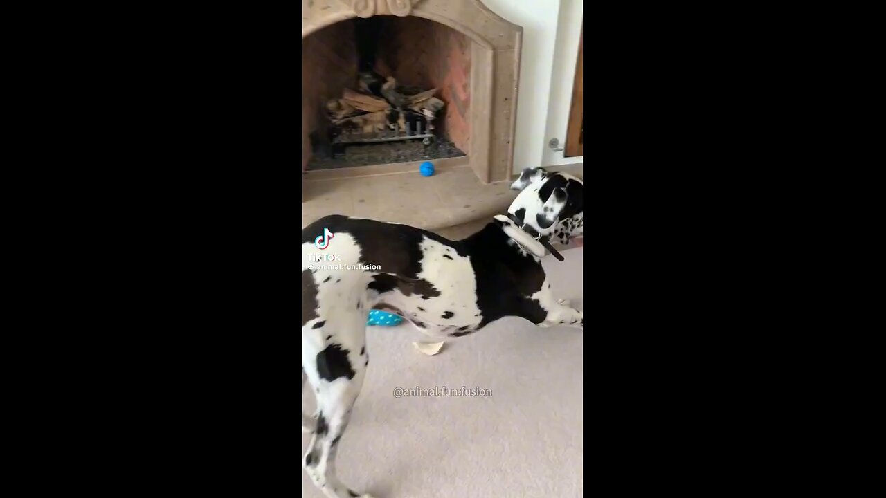 Dog Farts