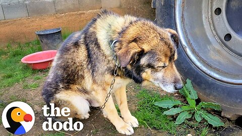 She Freed A Senior Dog From Chains — And It Changed Her Whole World | The Dodo