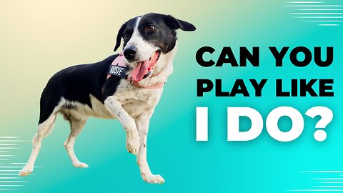 Meet Rosie: The Bubble-Obsessed Dog That Will Melt Your Heart!
