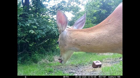 Deer Cam 07-22-2025 Close Game Cam Trail Cam