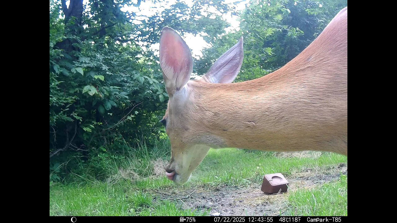 Deer Cam 07-22-2025 Close Game Cam Trail Cam