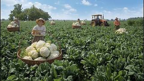 The Incredible Journey of Cauliflower: From Seed to Table