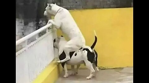 Dog Funny Videos | Part 1