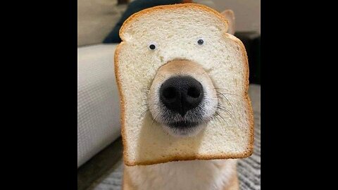 Dog Funny Videos | Part 1