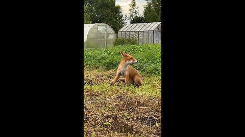 Cat v/s Fox 💪🏻