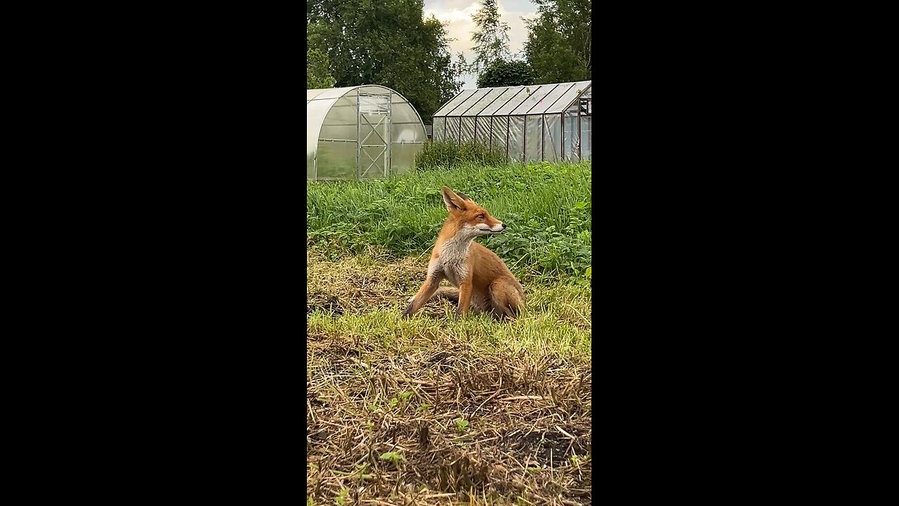 Cat v/s Fox 💪🏻